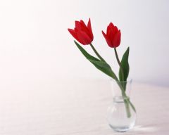 Tapeta Nature Flowers 173.jpg